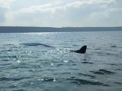 Un pêcheur se retrouve nez à nez avec une baleine en Normandie (Vidéo)